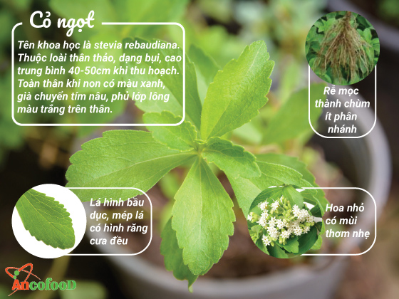cỏ ngọt nguyên chất từ thiên nhiên