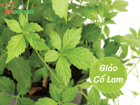 Giảo cổ lam nguyên chất 100%