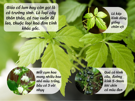 Giảo cổ lam nguyên chất 100%