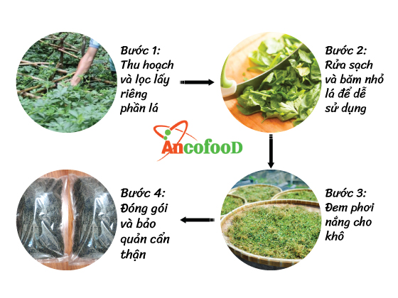 Giảo cổ lam nguyên chất 100%