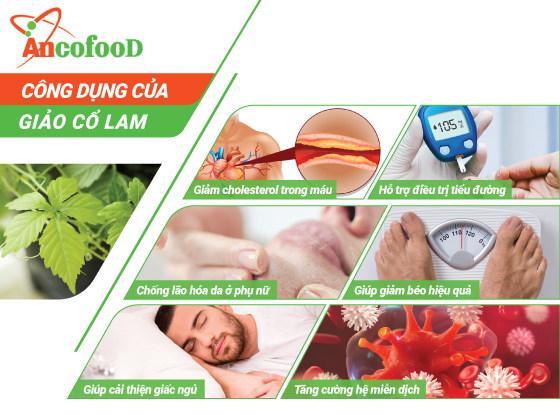 Giảo cổ lam nguyên chất 100%