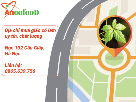 Giảo cổ lam nguyên chất 100%