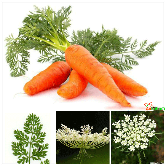 bột cà rốt