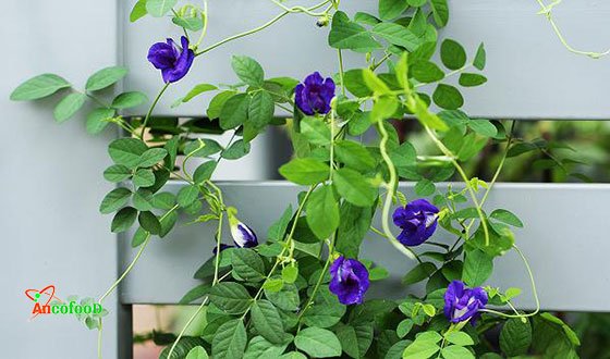 bột hoa đậu biếc nguyên chất