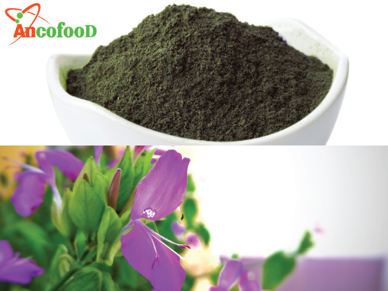 Tại sao nên sử dụng bột lá cẩm tím thay thế lá cẩm tím tươi?