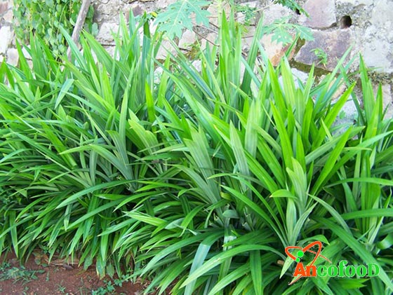 Cây lá nếp