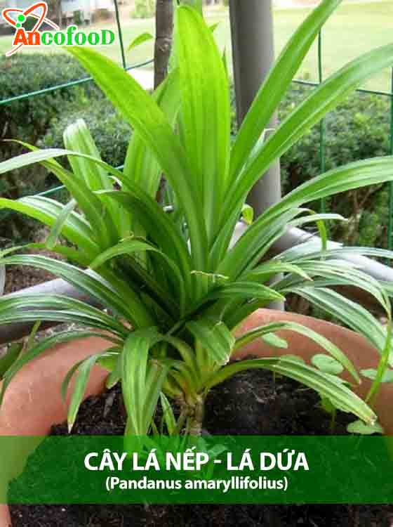 cây lá nếp