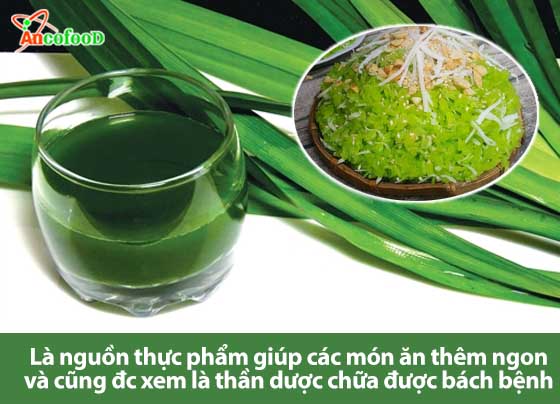 công dụng cây lá nếp lá dứa