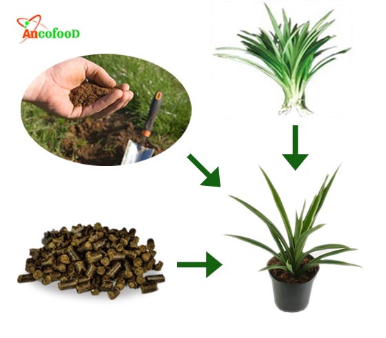 kỹ thật chăm sóc cây lá nếp lá dứa