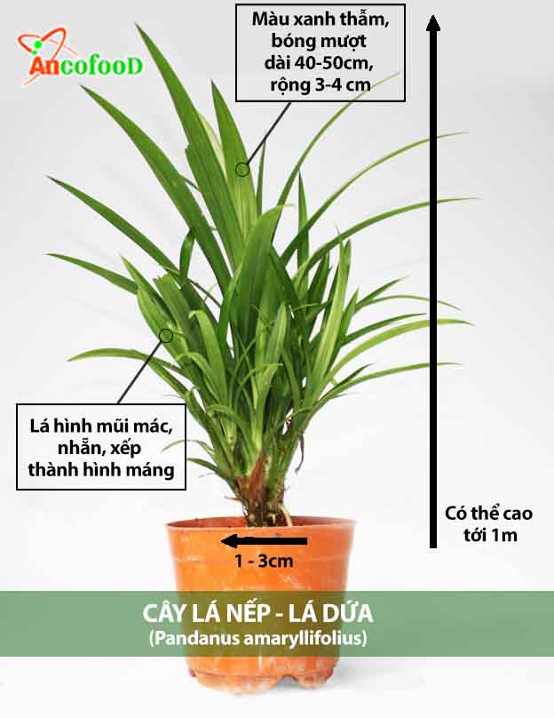 đặc điểm cây lá nếp lá dứa