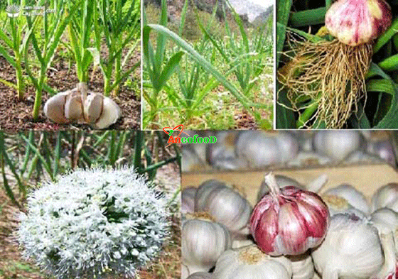 bột tỏi khô
