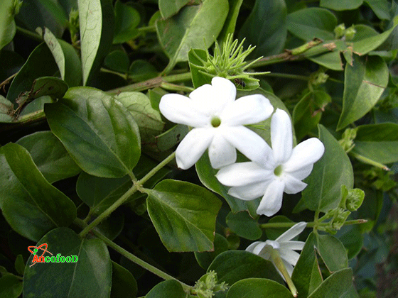 cao chè vằng