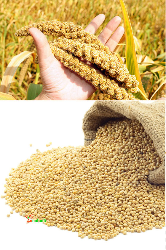 Hạt kê tách vỏ nguyên chất 