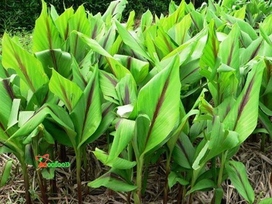 tinh bột nghệ đỏ