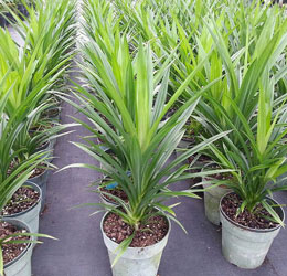 Cây lá nếp lá dứa