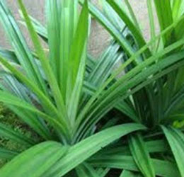 Công dụng của cây lá nếp (lá dứa)